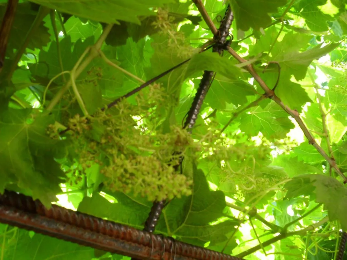 펜션 말라가 Cortijo Buenavista 빌라 스페인